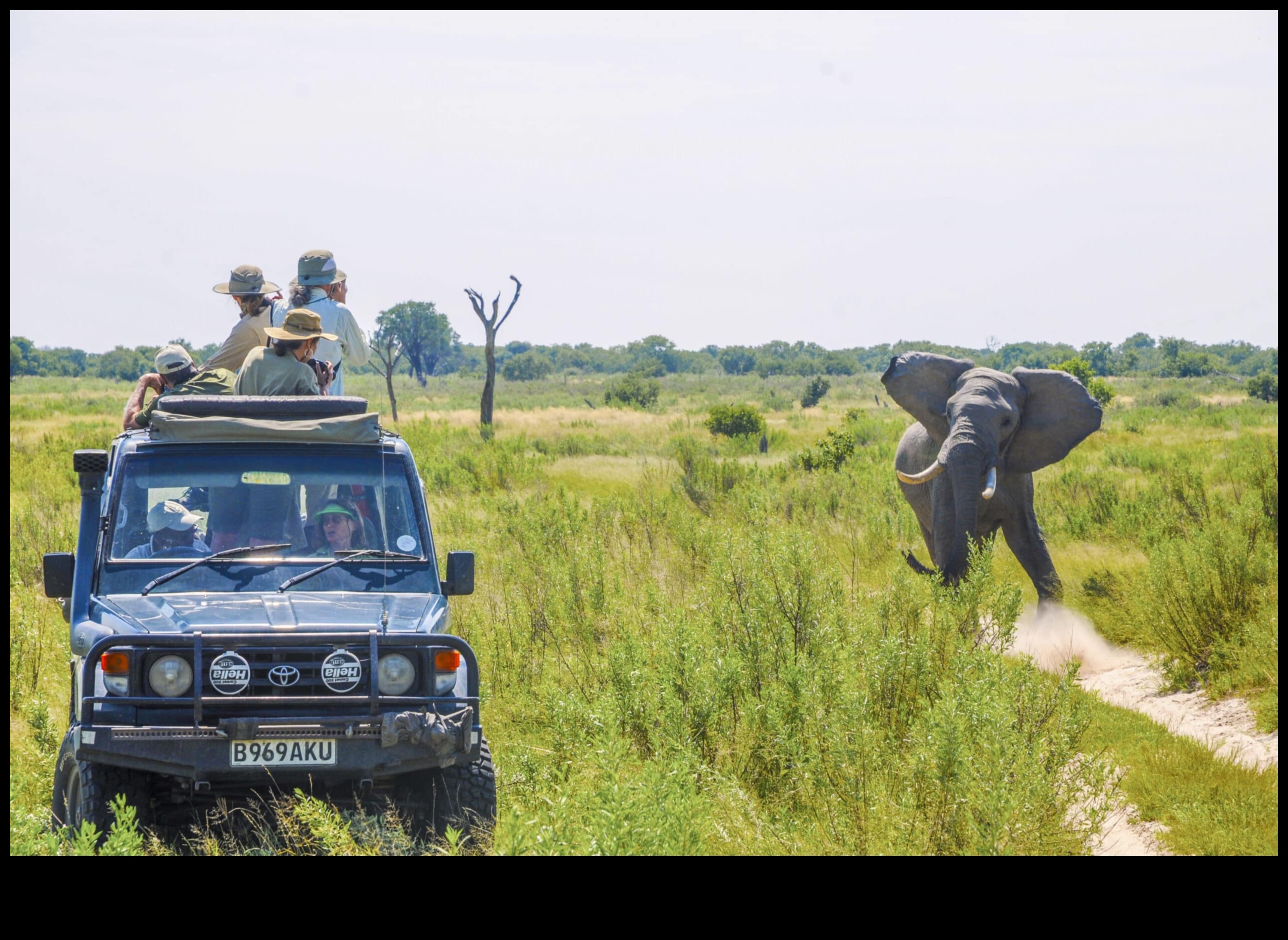 Pilsētas safari: tuksneša izpēte pilsētas modē