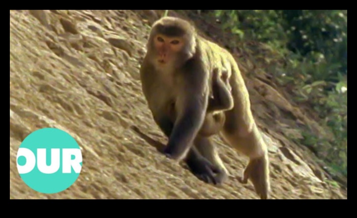 Pilsētas safari: tuksneša izpēte pilsētas modē