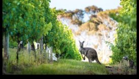Pilsētas safari Moderns skatījums pie tuksneša izpēti 3 Pilsētas safari: tuksneša izpēte pilsētas modē